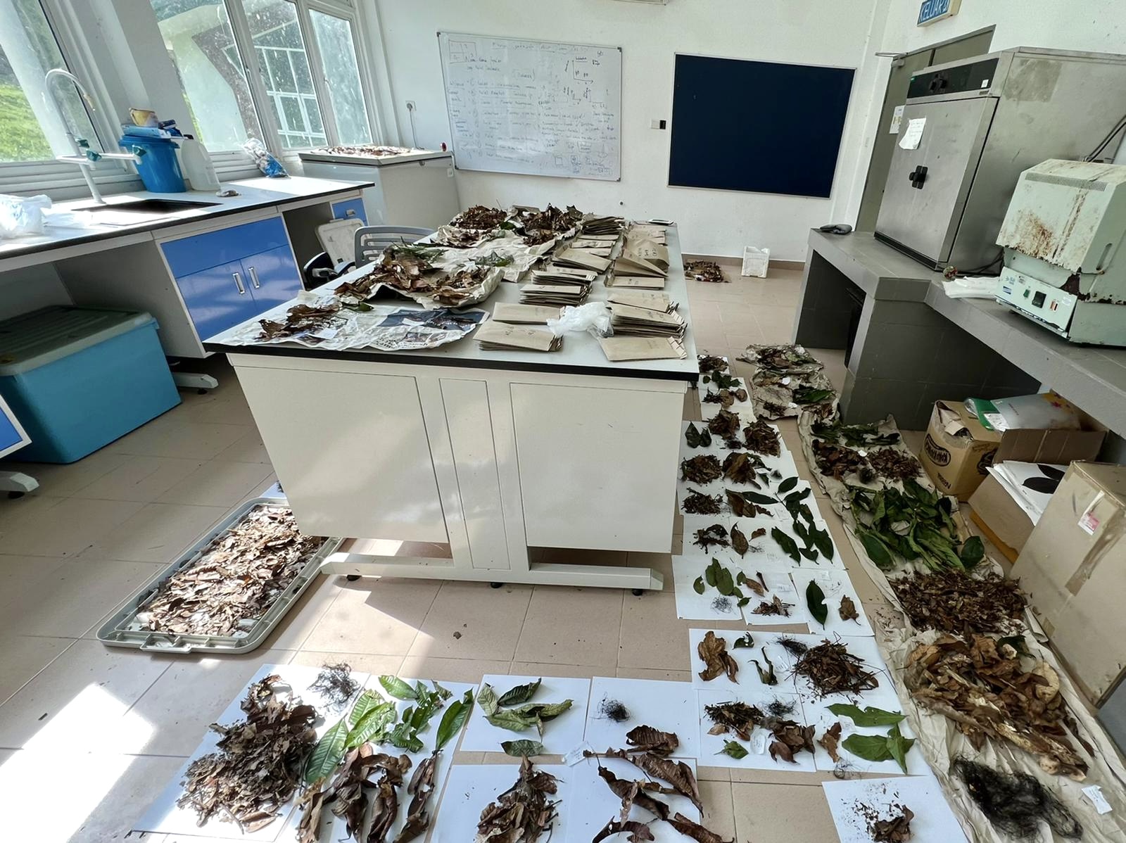 Leaf specimens laid out for processing in a Borneo field laboratory